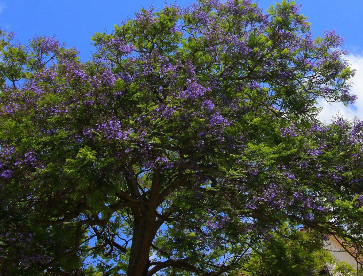 Апартаменты Quinta Araucaria Funchal Фуншал Экстерьер фото